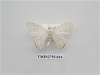 藏品(尺蛾324)的圖片